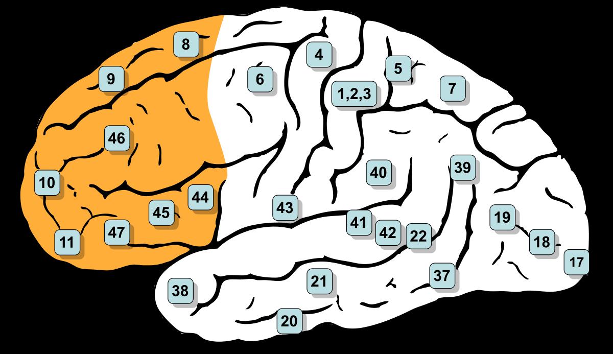 Brain zone. 17 Поле Бродмана. Полю 17 коры головного мозга по Бродману. Карта Бродмана головного мозга.