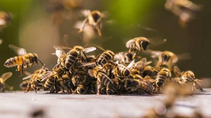 Araştırma: Kızgın arılar daha güzel zehir üretiyor