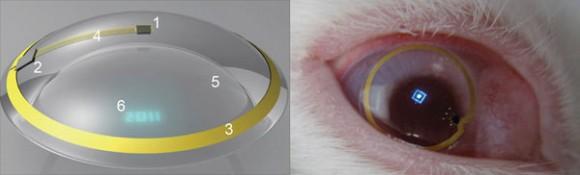 Artırılmış Gerçeklik - AR tabanlı lensler tavşanlar üzerinde deneniyor