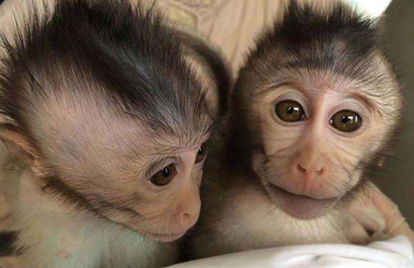 Genetik mühendisliğiyle ilk otistik maymunlar yetiştirildi