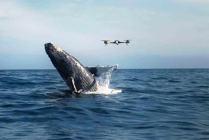 Drone'lar balinaların hayatlarını kurtaracak