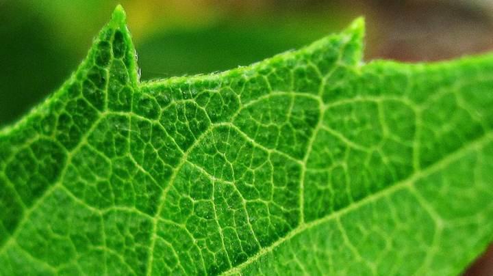 Uzun ömürlü bataryalar geliştirmenin sırrı yapraklarda saklı olabilir