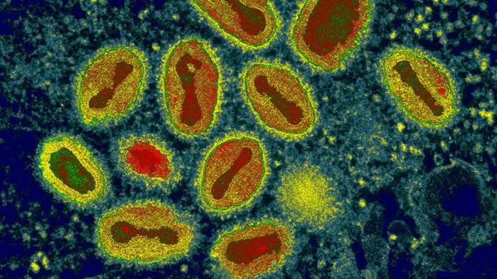 Araştırmacılar soyu tükenmiş bir virüsü sentezlediler
