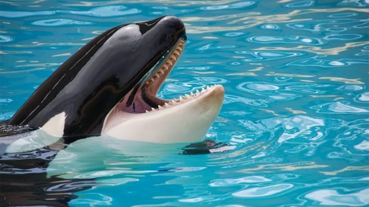 Katil balinaların insan sesini taklit edebildikleri keşfedildi