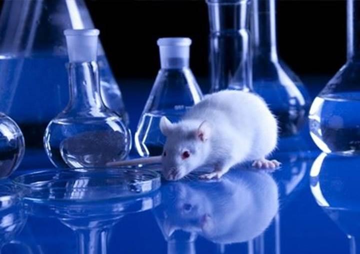 Felçli fareleri yürütebilen ilaç geliştirildi