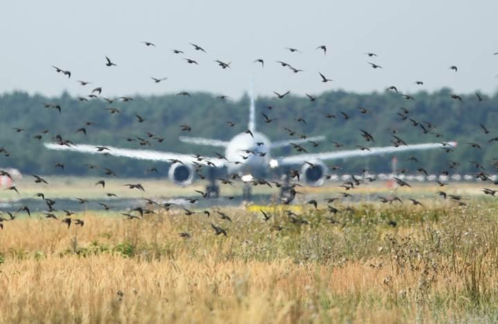 Otonom drone'lar kuşları havalimanlarından uzak tutabilir