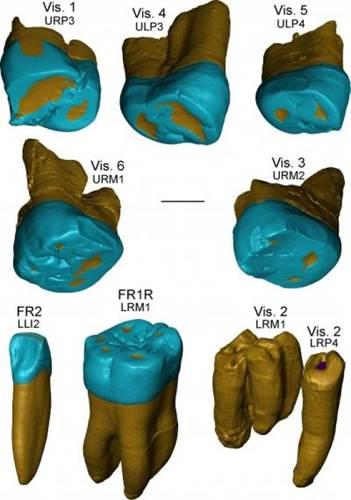 450 bin yıllık fosil dişler, Neandertal insanının evrimi hakkında ipuçları sunuyor