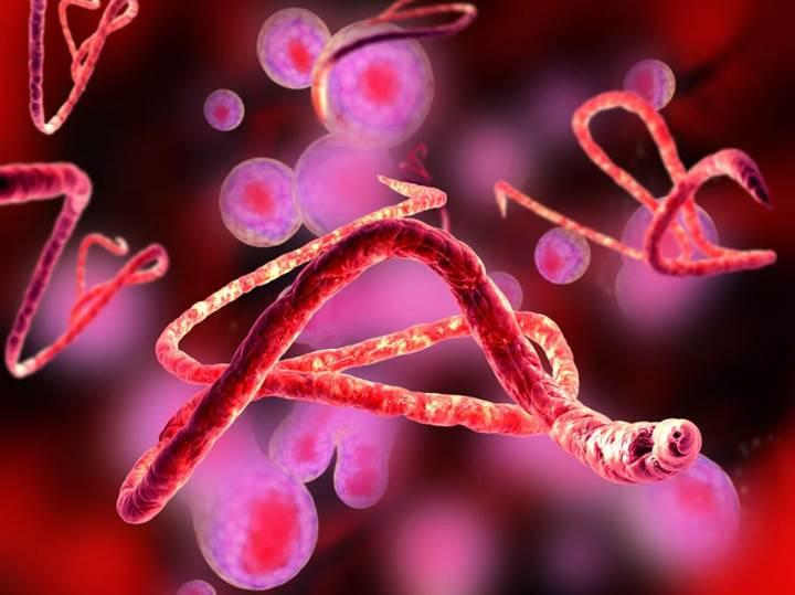 Ebola'nın tüm formlarına karşı koruyan tek dozluk aşı geliştirildi