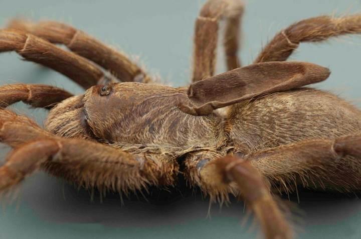 Yeni keşfedilen tarantula türü, gizemli bir sırt boynuzuna sahip