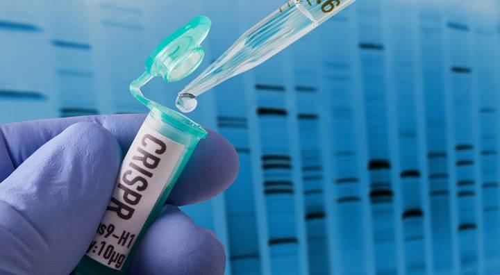 CRISPR sayesinde organ nakilinde doku reddi tarih olacak