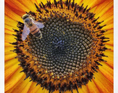 Makro ve Detay Fotoğrafçılığı Kategorisinde Kazanan: Rosie Karel<br/>(iPhone 6s ile çekildi)