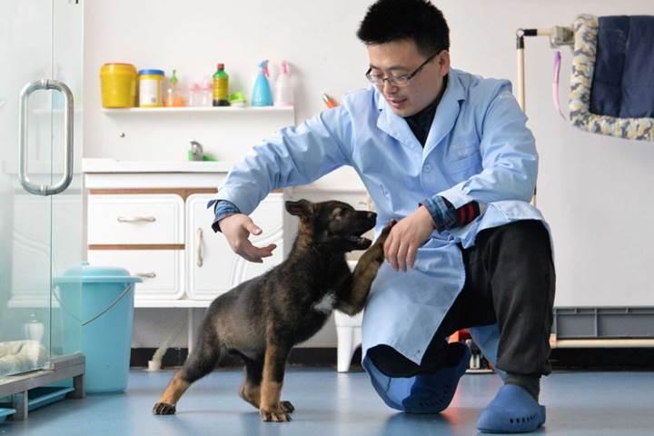 Çin bu sefer de bir polis köpeğini klonladı