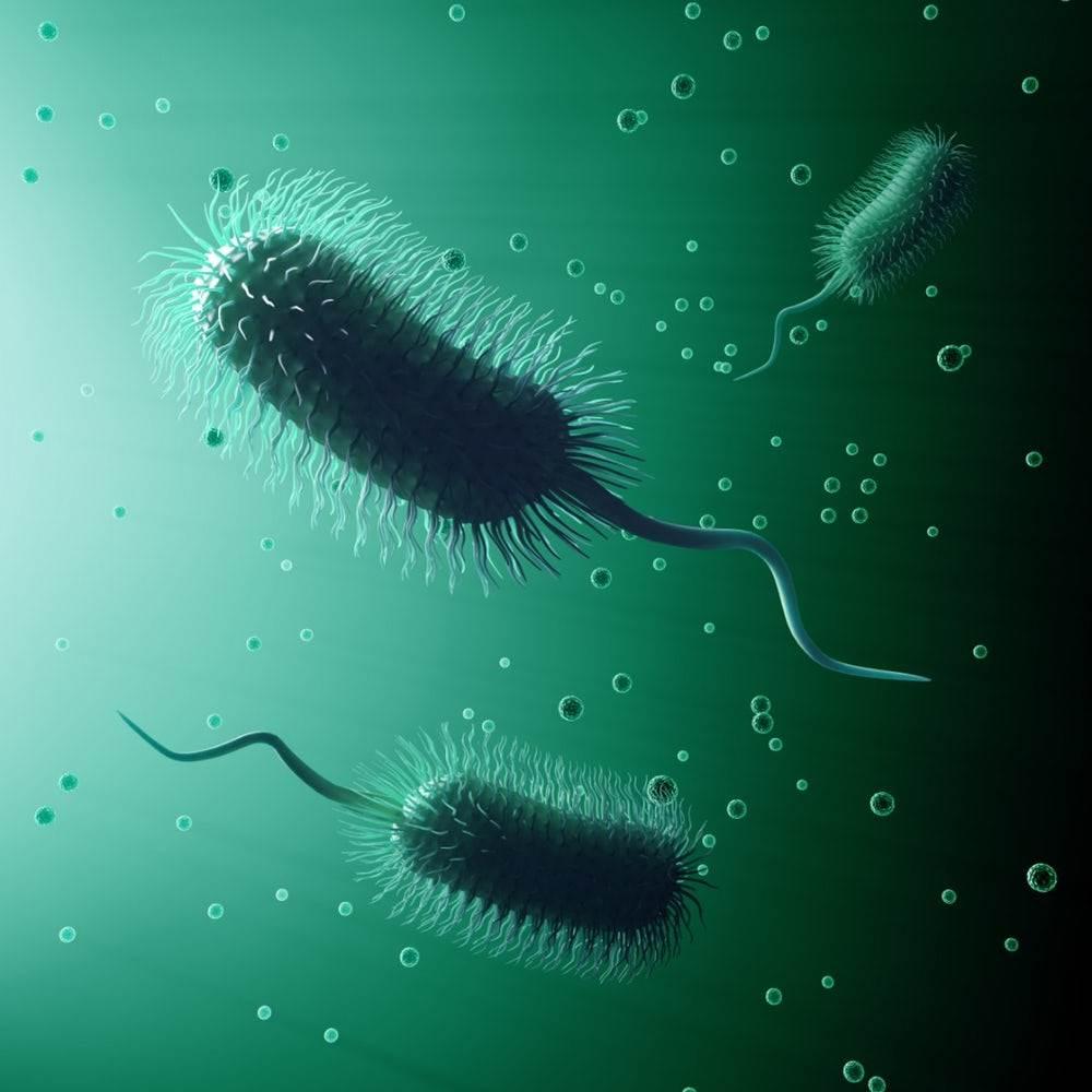 Evrim engelleyici ilaçlar, bakterilerin antibiyotik direnci geliştirmesini yavaşlatabilir