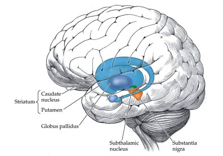 Bilim insanları beyindeki duysal sinyallerin yeni rolünü keşfetti