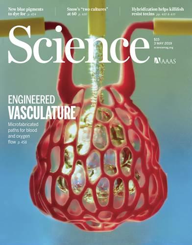 Bilim insanları, 3D baskı tekniğiyle damar ağı sistemi oluşturdular