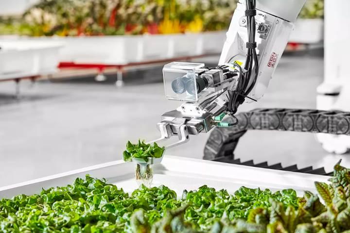 Robotların çalıştığı çiftlikte yetiştirilen yeşillikler, markette satılıyor