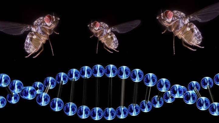 Genetiği değiştirilmiş sinekler kanser tedavilerinde kullanılacak