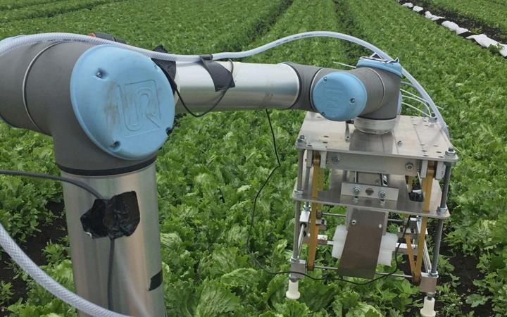 Makine öğrenme yoluyla marul toplayan robot: 'Vegebot'