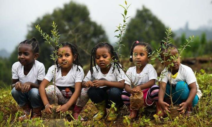 Etiyopya’da bir günde 350 milyon ağaç dikildiği belirtiliyor