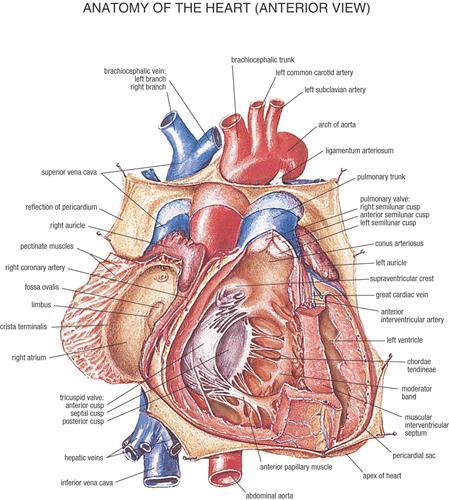 İnsan kalbinin bileşenleri 3D yazıcı ile üretilecek
