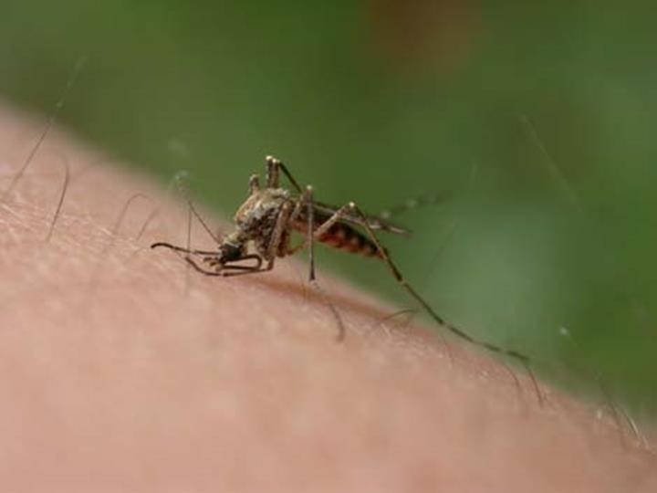 Sivrisinekler neden bazı kişilere daha fazla saldırır ?