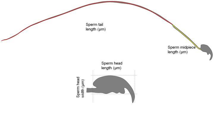 Sperm ayırma tekniği ile istenilen cinsiyette yavrular üretildi