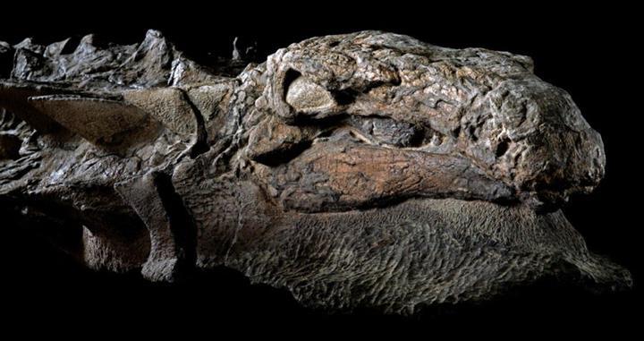 Sekiz yıl önce bulunan “dinozor mumyası”, Kanada’da sergilenmeye başladı