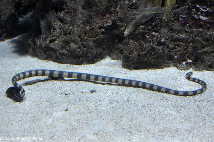 Deniz yılanlarında yeni damar ağı keşfedildi