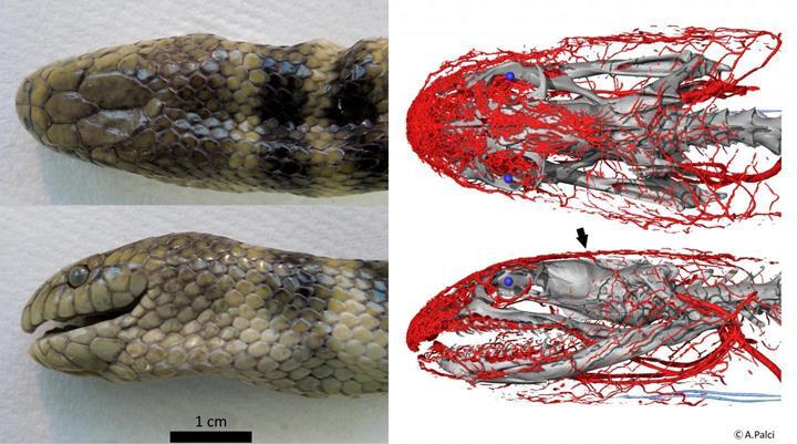 Deniz yılanlarında yeni damar ağı keşfedildi