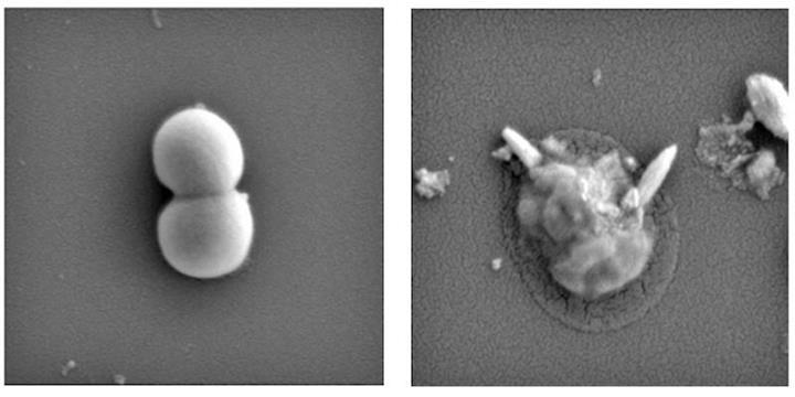 Bakterisidal etkili manyetik nano partiküller geliştirildi