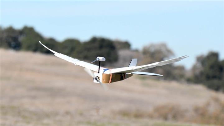 Araştırmacılar, güvercin kanatlara sahip drone yaptılar