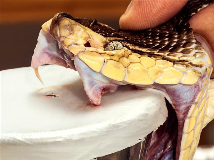Laboratuvar ortamında üretilen organlardan gerçek yılan zehri elde ediliyor 