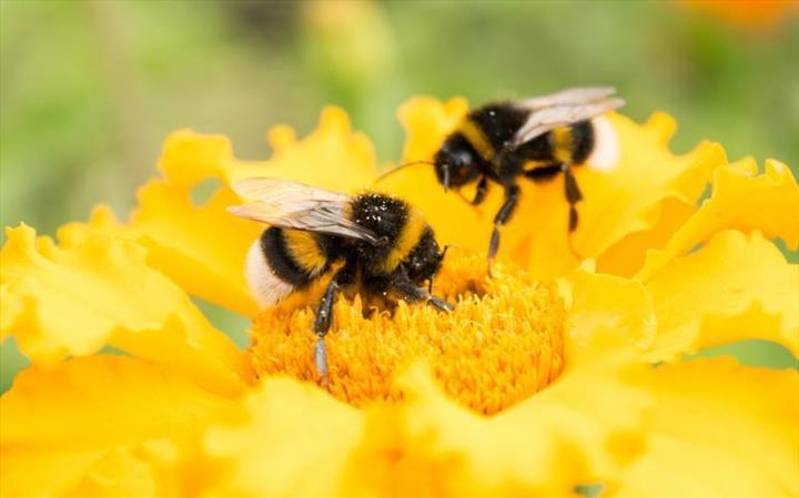 Artan sıcaklıklar, yaban arılarının toplu olarak yok olmasına neden olabilir