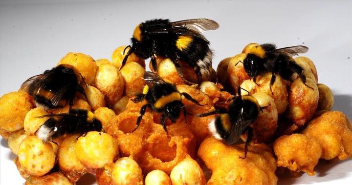 Artan sıcaklıklar, yaban arılarının toplu olarak yok olmasına neden olabilir