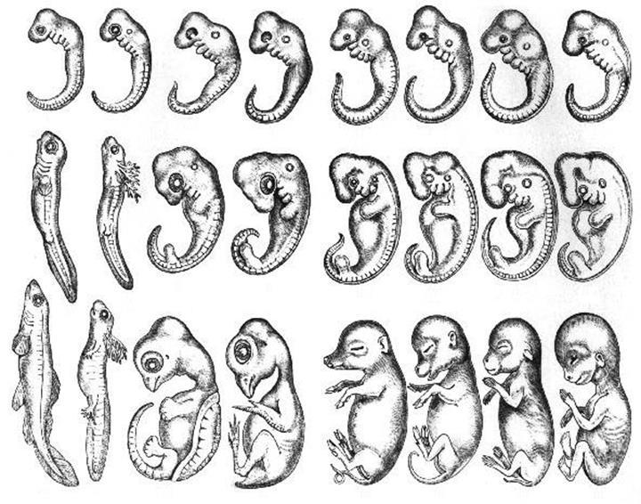 Örneklerle canlılarda evrimin izini sürmek: Morfoloji, genetik ve ortak ata ilişkisi