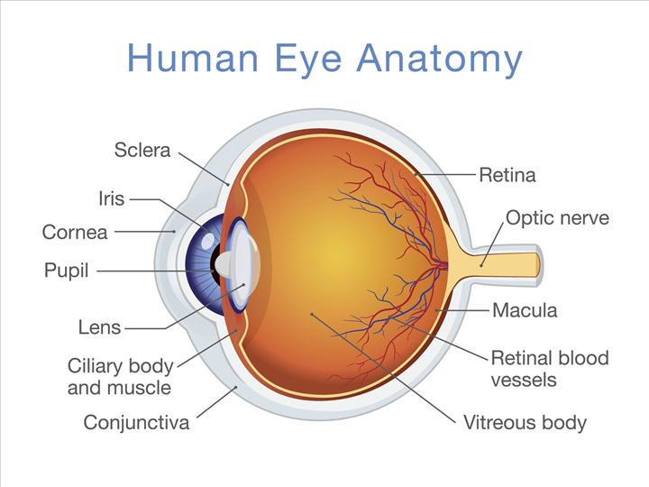 Nörolojik bozuklukları tespit edebilen retina sistemi geliştirildi