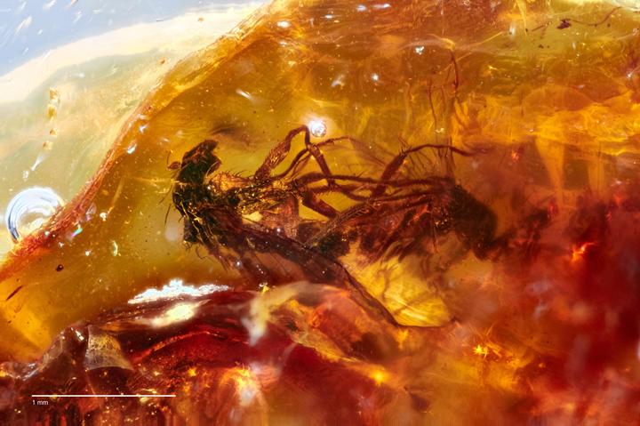 41 milyon yıl öncesine ait, kehribara hapsolmuş böcekler keşfedildi
