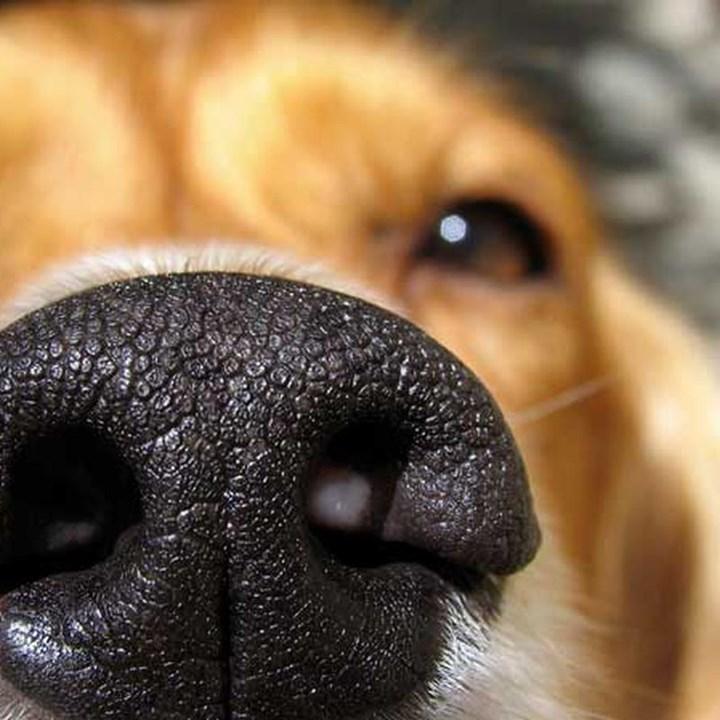 Köpeklerin, Kovid-19 hastalığını yüksek doğruluk oranıyla koklayabildiği tespit edildi