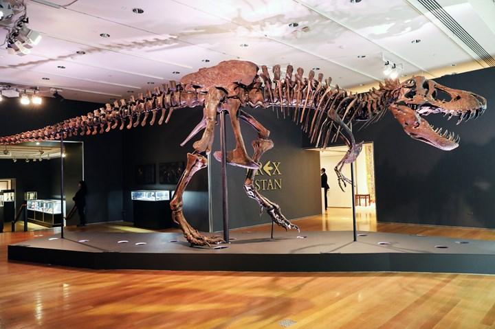 Açık artırmayla satışa çıkarılan  “Stan” lakaplı bir T.Rex fosili için tam 31.8 milyon dolar ödendi