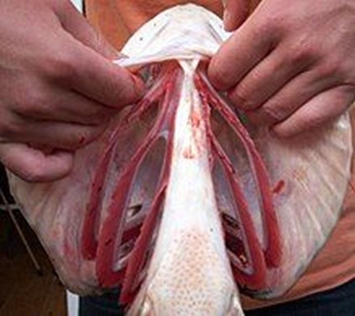 Araştırmalar balıkların yüzgeçlerinin brankial kemerlerden evrimleştiğini destekliyor