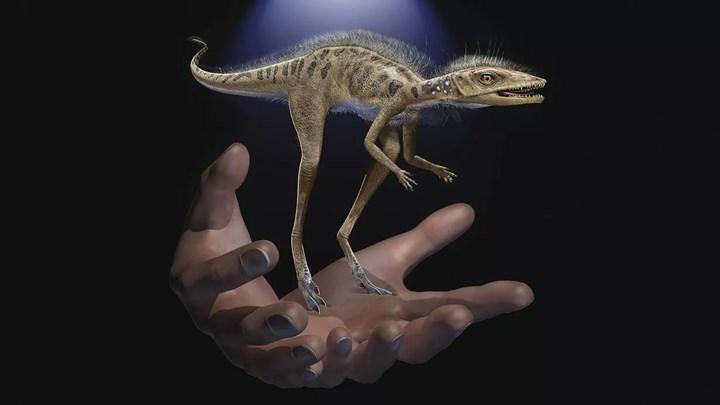 Dinozorlarların ortak akrabası Kongonaphon fosilleri incelendi