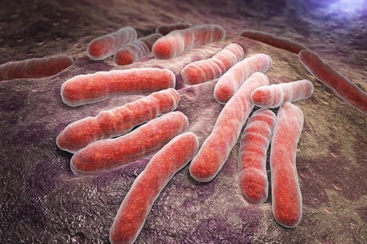 Mycobacterium tuberculosis'in enerji metabolizması üzerinde çalışıldı