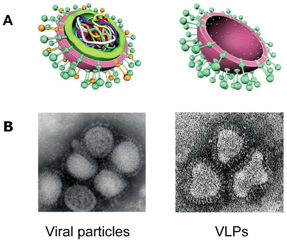 Make virus. H5n1 какой грипп. Virus-like Particle. Virus like Particles vaccine. Viral Particle of influenza.