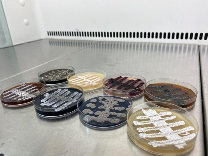 Araştırmacılar 6 ülkeden 60 farklı bakteri buldular