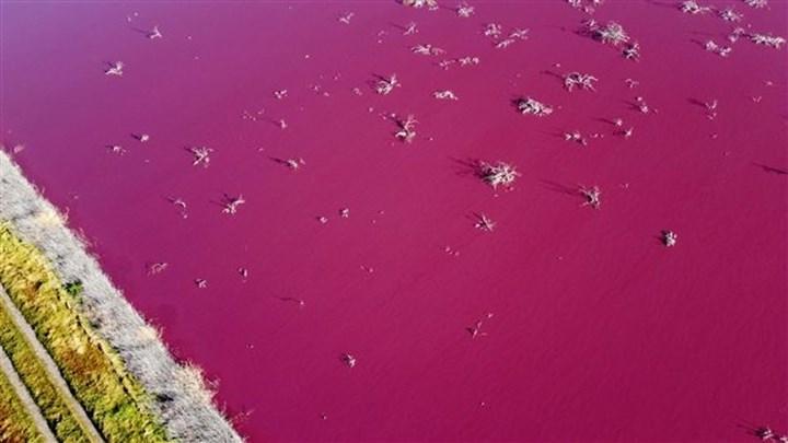 Arjantin’de bir göl kirlilik nedeniyle pembeye döndü