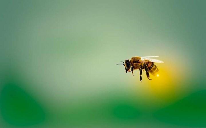 Arılar hastalığa karşı sosyal mesafe uyguluyor