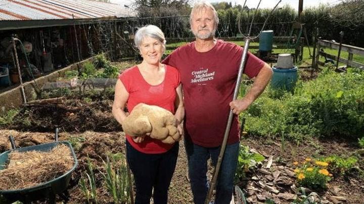 Yeni Zelandalı çift dünyanın en büyük patatesini buldu