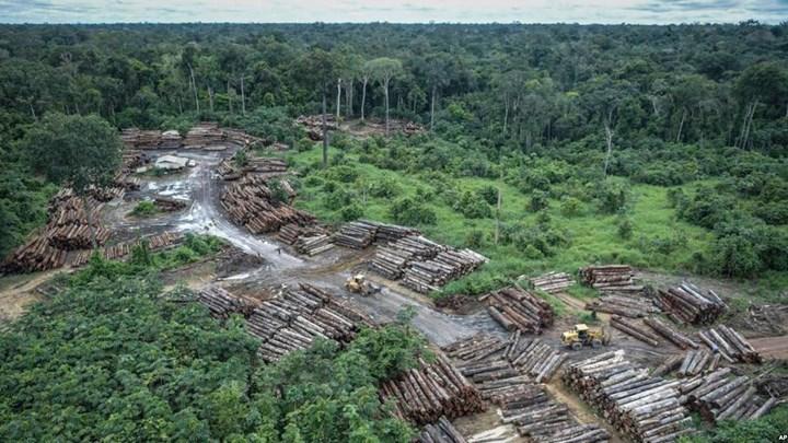 AB, ormansızlaşma yaşayan bölgelerden gıda ithalatını yasaklayabilir