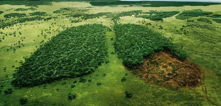 Ormansızlaşma dünya için büyük bir tehdit