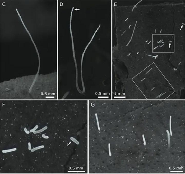 bilim insanlari dunyanin en buyuk bakterisini kesfetti150036 1